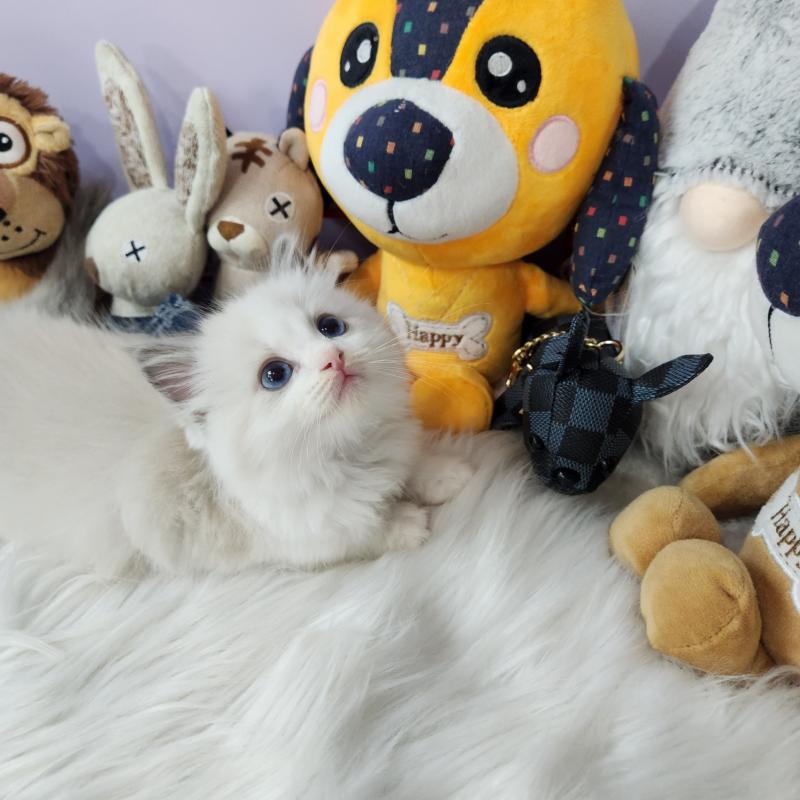 랙돌 해리