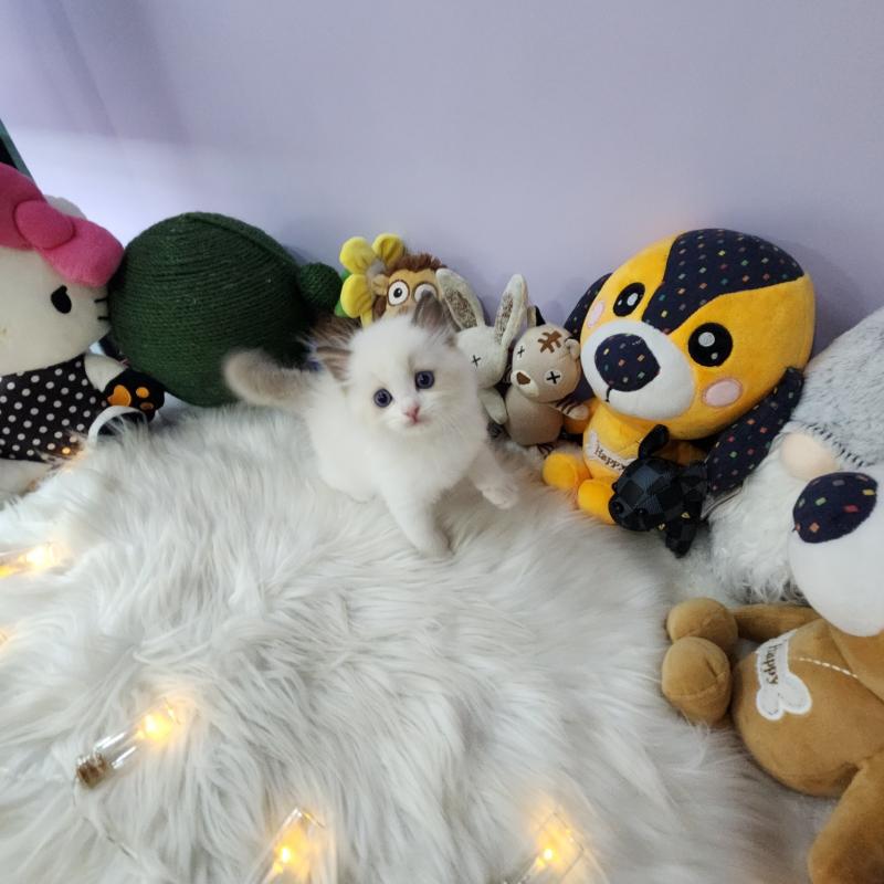 랙돌 심바