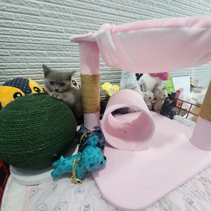 먼치킨 무무