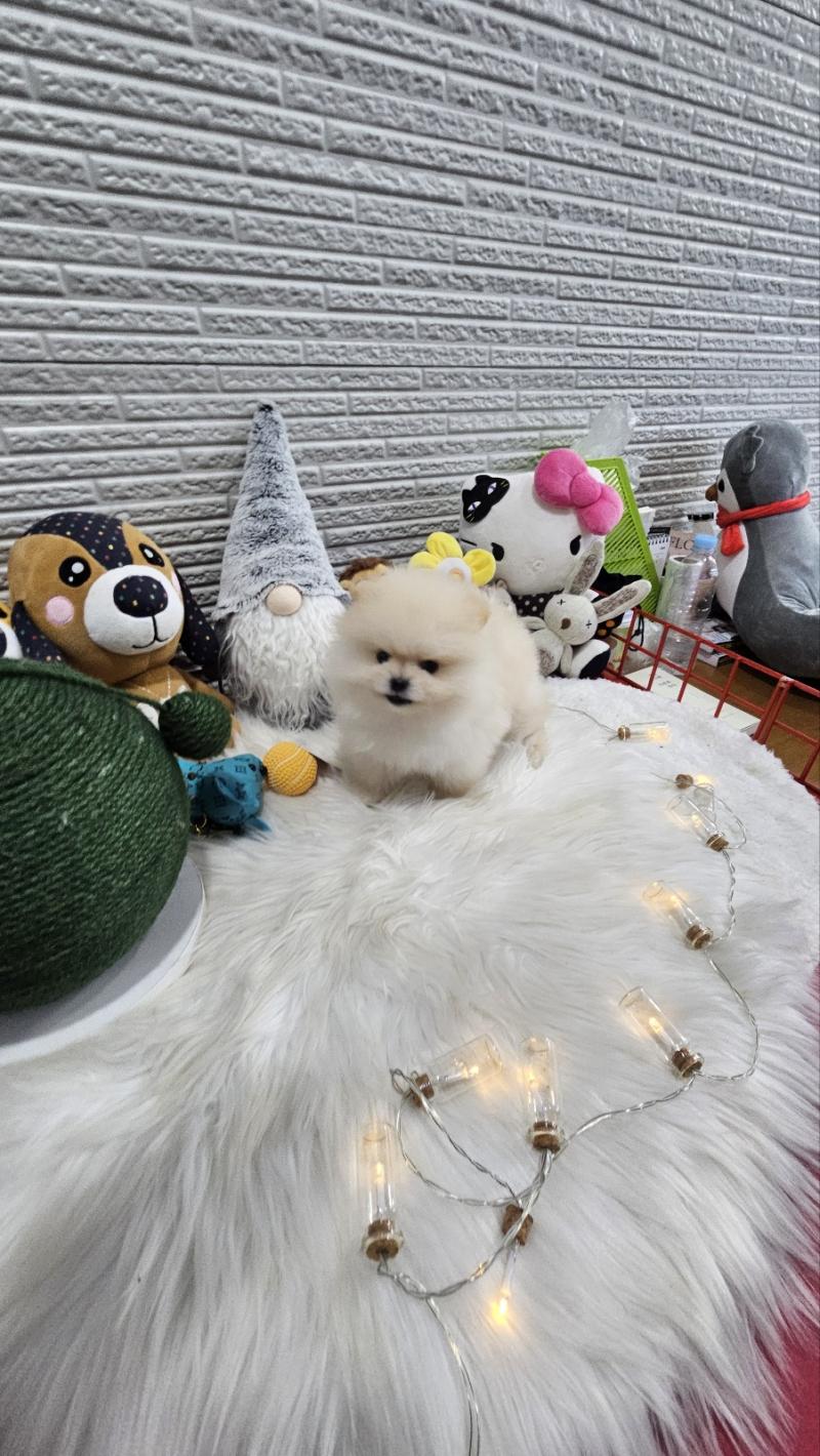 포메라니안 설탕