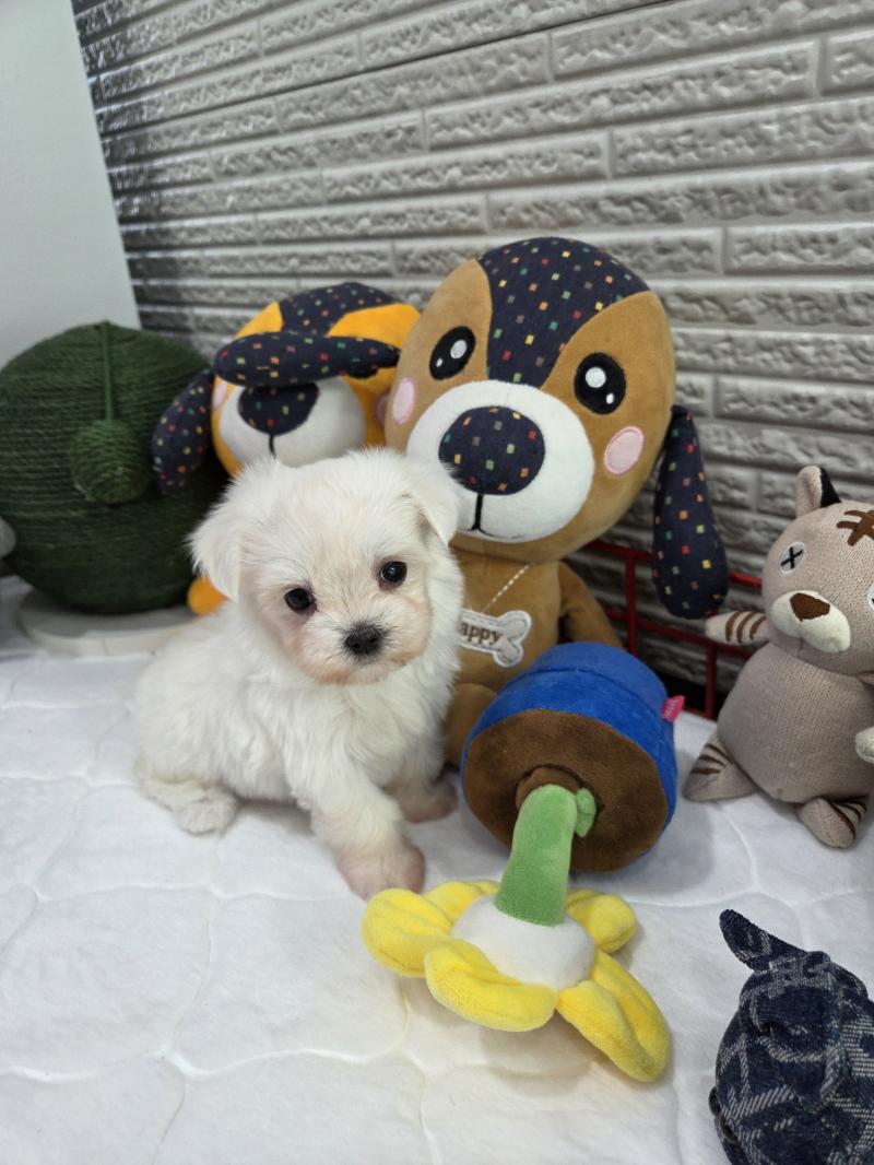 말티즈 백설