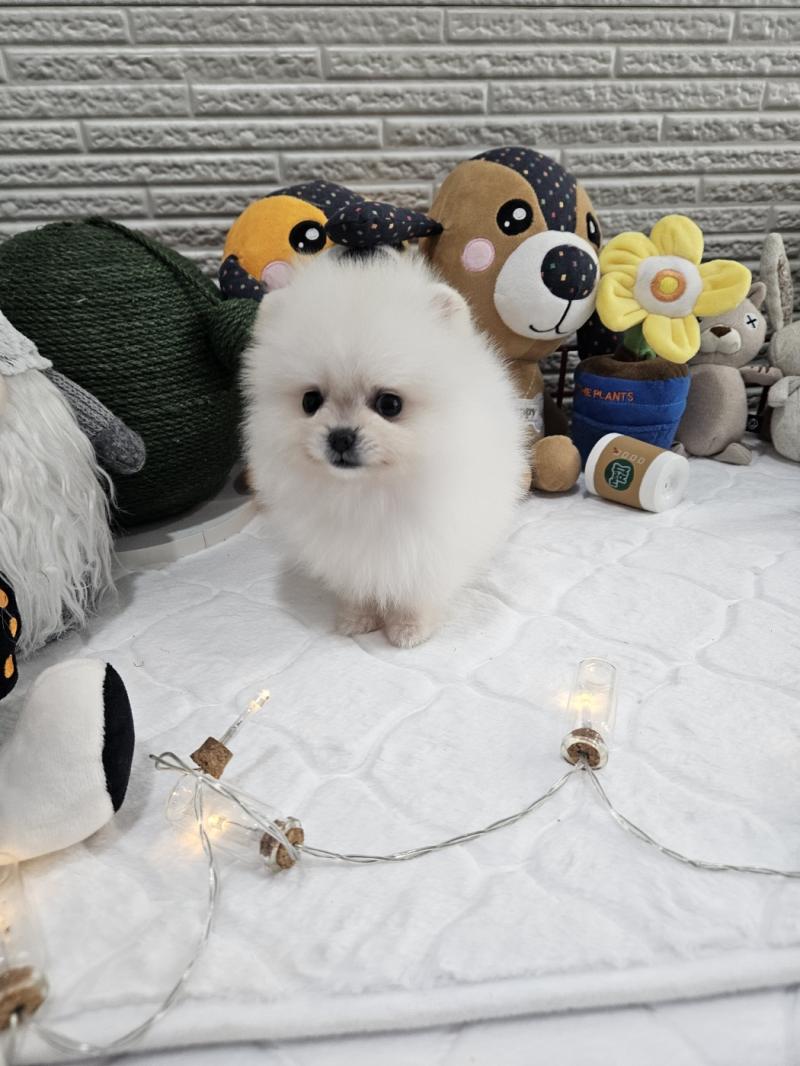 포메라니안 구름