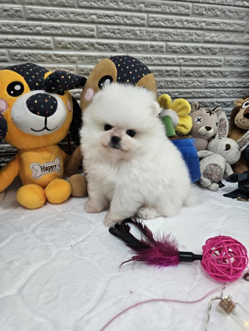 포메라니안 겨울