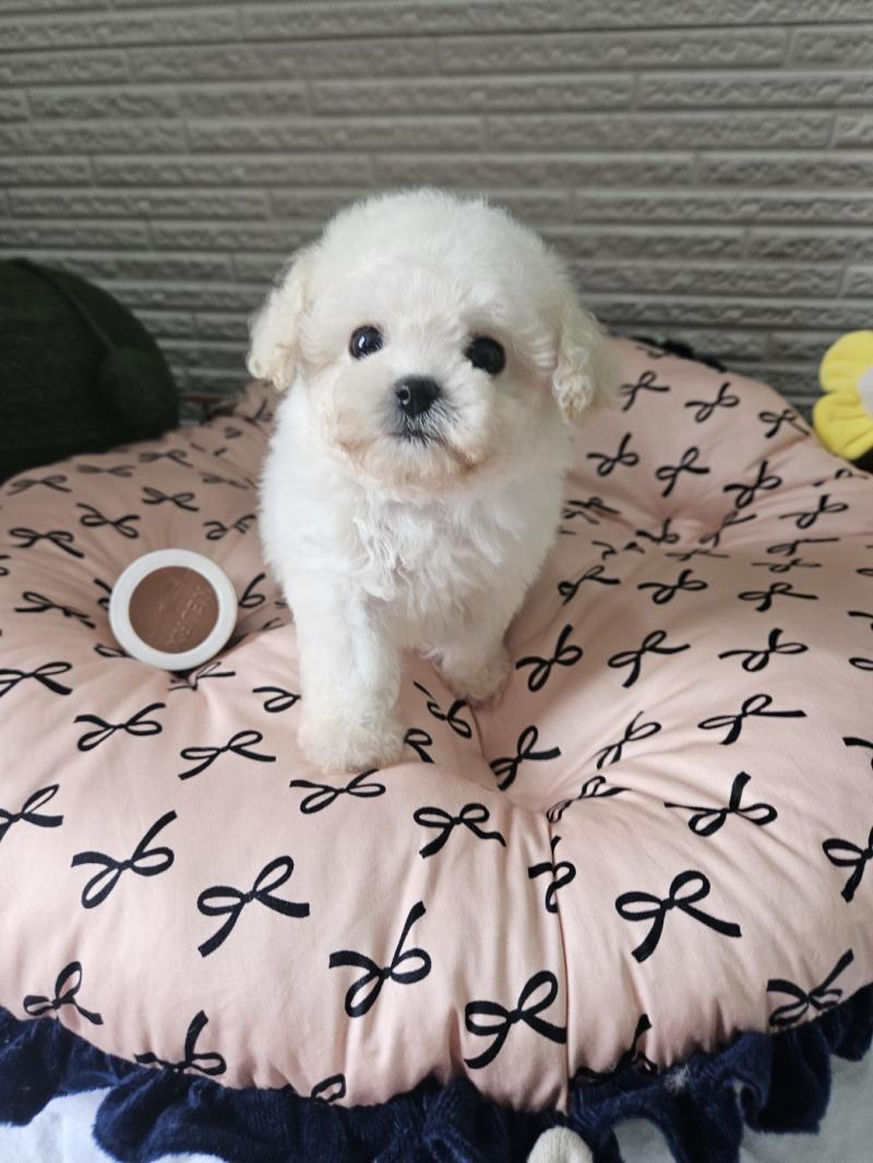 미니비숑프리제 벨로