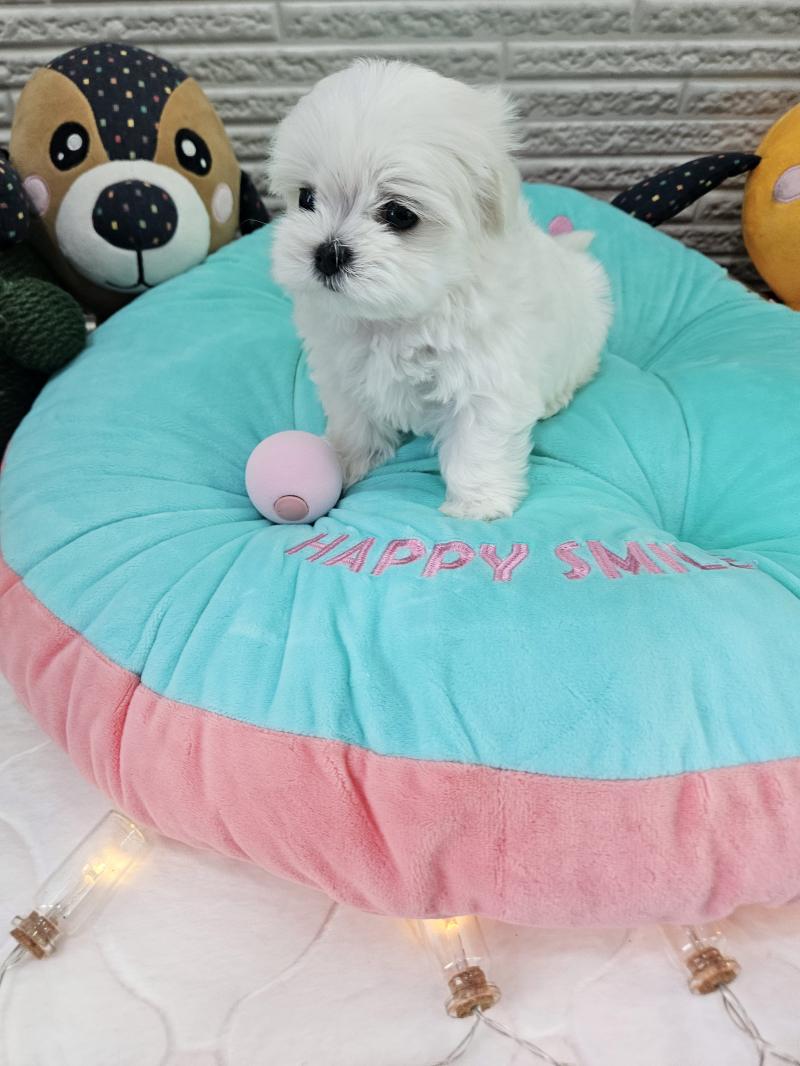 말티즈 코코