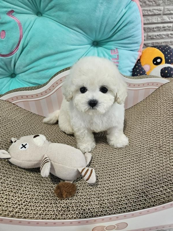 미니비숑프리제 코코