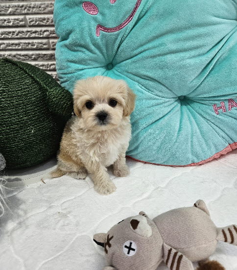 말티푸 마루 
