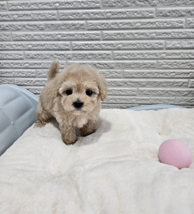 토이크림푸들 루시