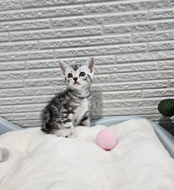 아메리칸숏헤어 하늘