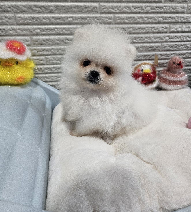 포메라니안 사탕