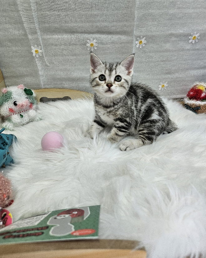 아메리칸숏헤어 유리