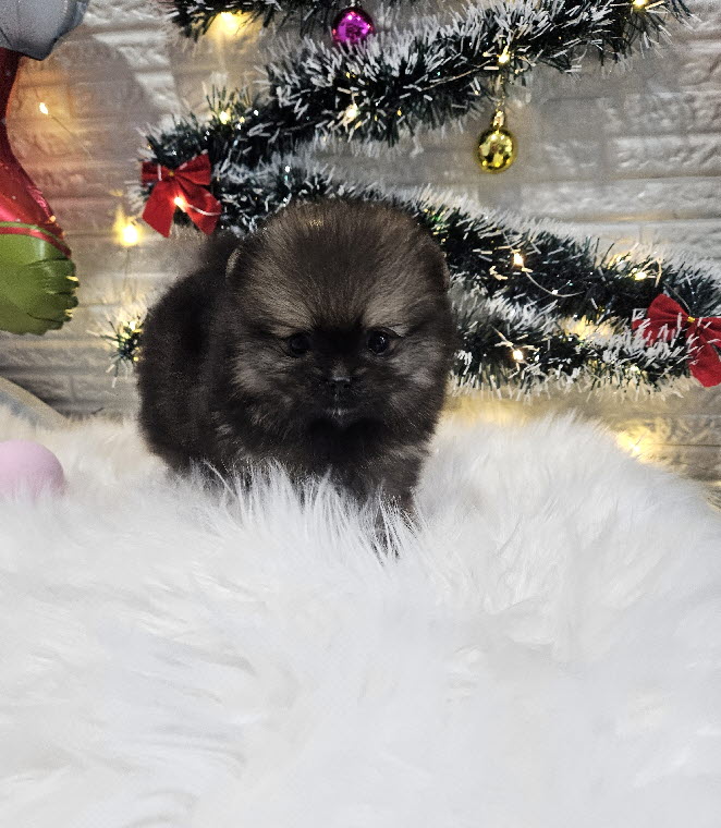 포메라니안 하니