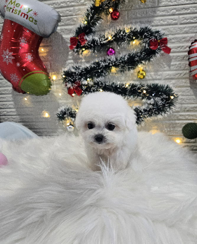 미니비숑프리제 모아