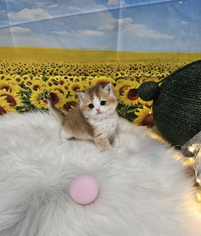 브리티쉬숏헤어 마루