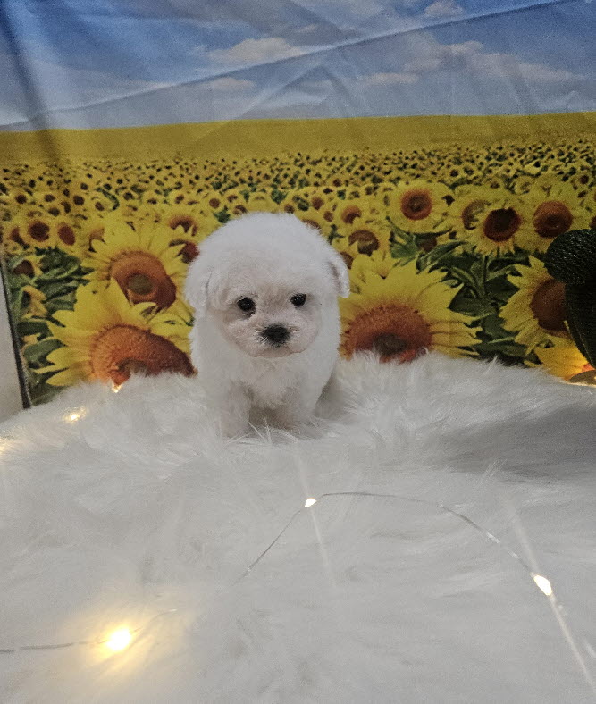 미니비숑프리제 모찌