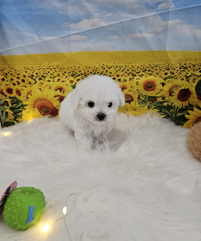 미니비숑프리제 푸딩