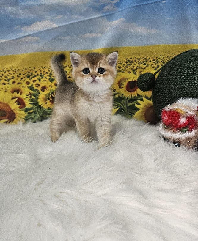 브리티쉬숏헤어 모모