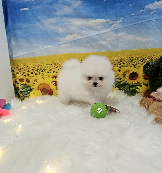 포메라니안 밀크