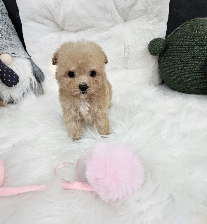 토이푸들 피넛